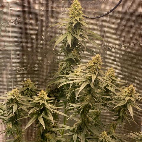 Mimosa Evo growlog timeline photo