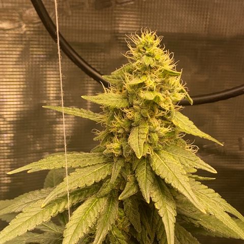 Mimosa Evo growlog timeline photo