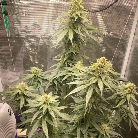 Mimosa Evo growlog timeline photo