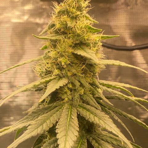 Mimosa Evo growlog timeline photo