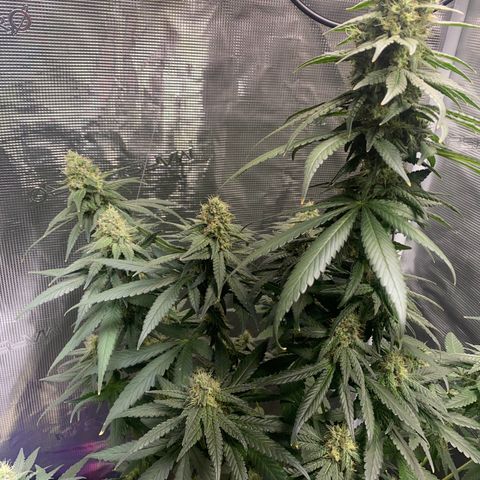 Mimosa Evo growlog timeline photo