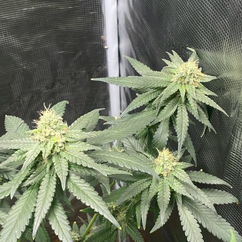 Mimosa Evo growlog timeline photo