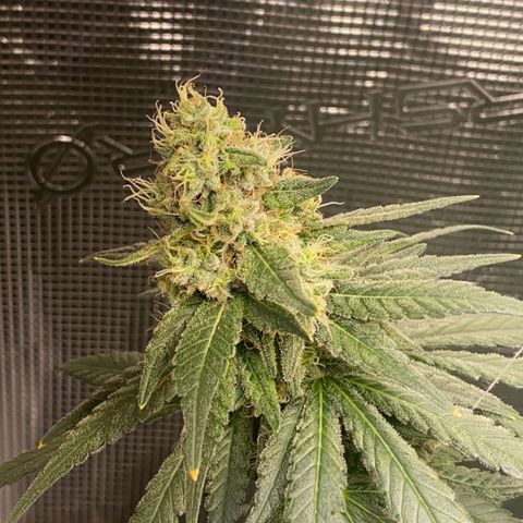 Mimosa Evo growlog timeline photo
