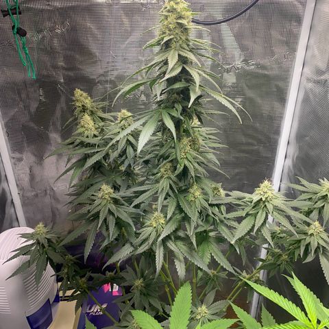 Mimosa Evo growlog timeline photo