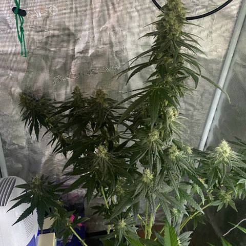 Mimosa Evo growlog timeline photo