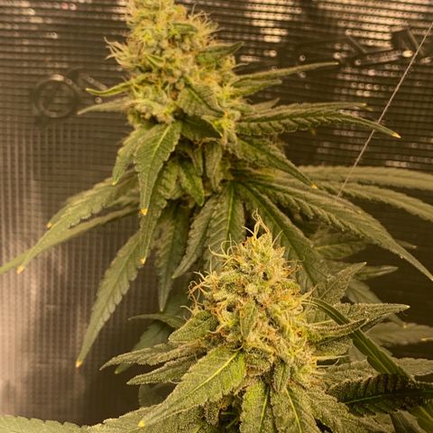 Mimosa Evo growlog timeline photo