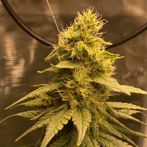 Mimosa Evo growlog timeline photo