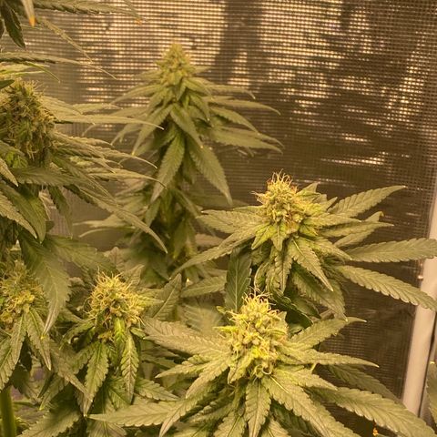 Mimosa Evo growlog timeline photo