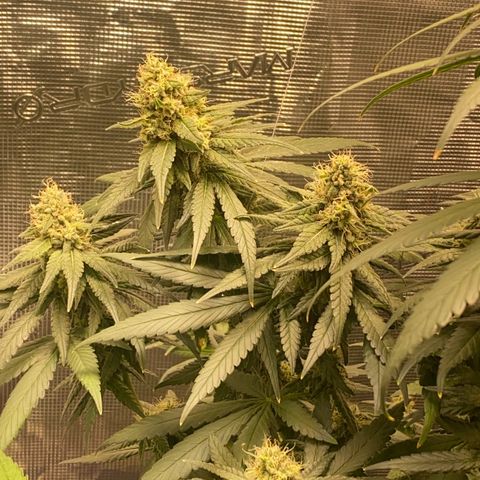 Mimosa Evo growlog timeline photo