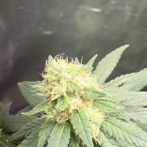 Mimosa Evo growlog timeline photo