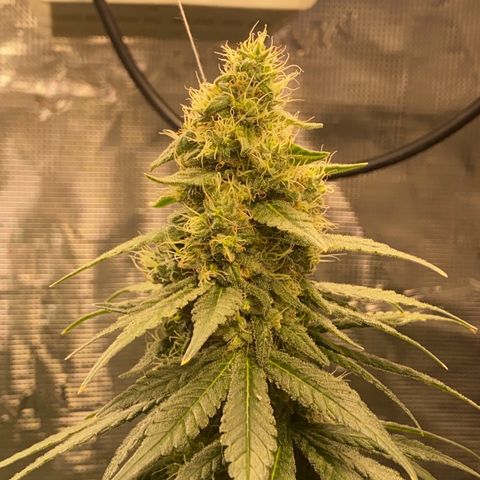 Mimosa Evo growlog timeline photo