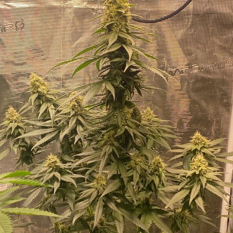 Mimosa Evo growlog timeline photo