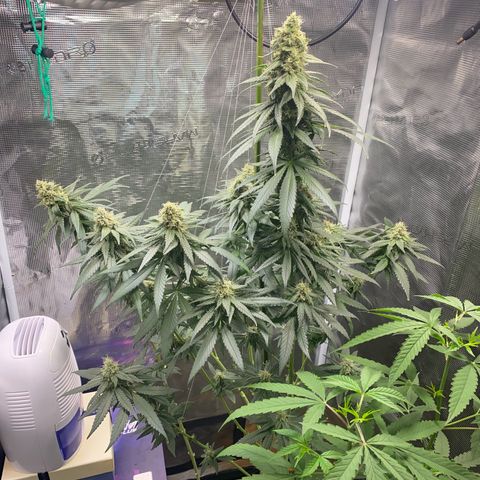 Mimosa Evo growlog timeline photo