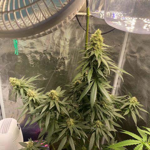 Mimosa Evo growlog timeline photo