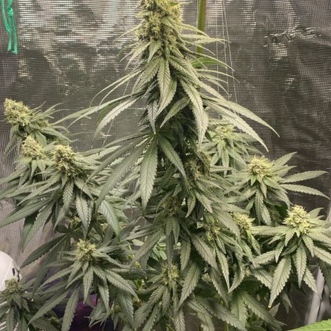 Mimosa Evo growlog timeline photo