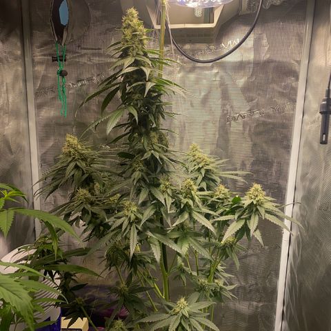 Mimosa Evo growlog timeline photo
