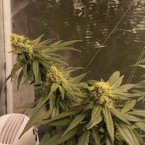 Mimosa Evo growlog timeline photo