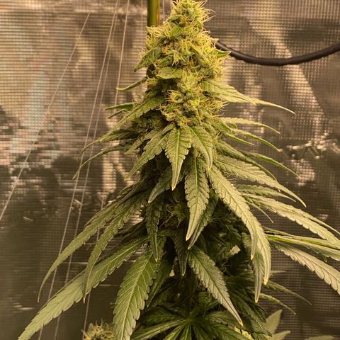 Mimosa Evo growlog timeline photo