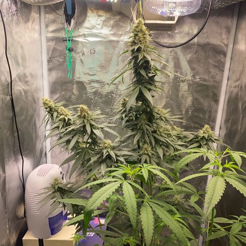 Mimosa Evo growlog timeline photo
