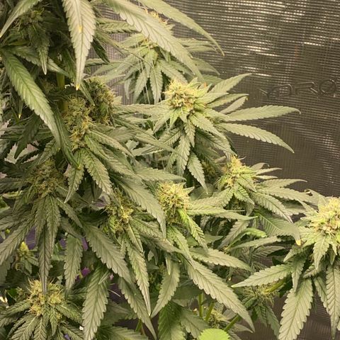 Mimosa Evo growlog timeline photo