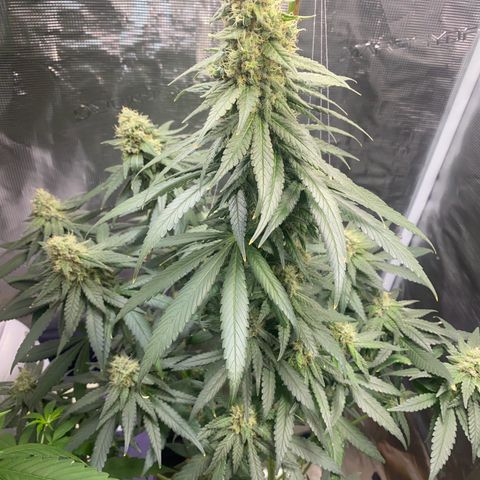 Mimosa Evo growlog timeline photo