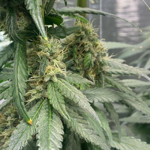 Mimosa Evo growlog timeline photo