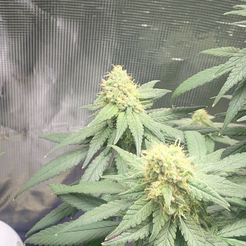 Mimosa Evo growlog timeline photo