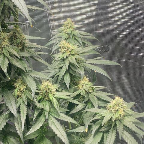 Mimosa Evo growlog timeline photo