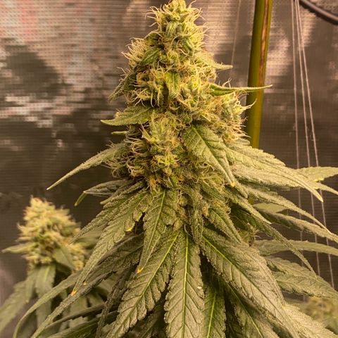 Mimosa Evo growlog timeline photo