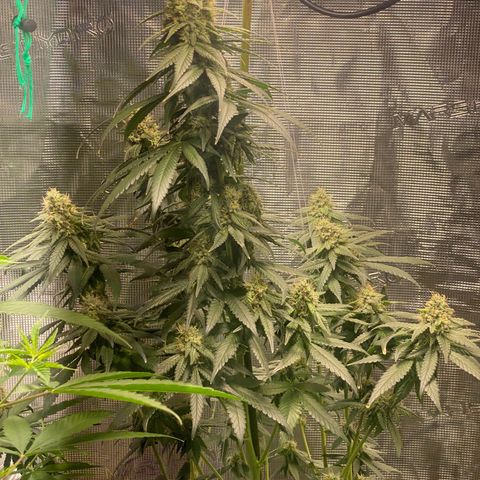 Mimosa Evo growlog timeline photo