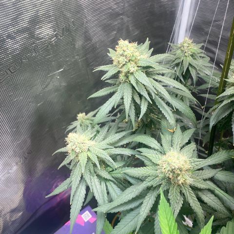 Mimosa Evo growlog timeline photo