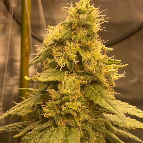 Mimosa Evo growlog timeline photo