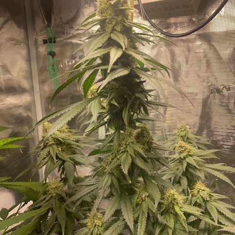 Mimosa Evo growlog timeline photo