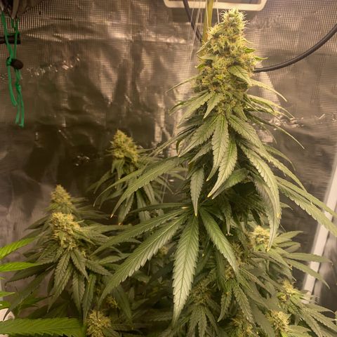 Mimosa Evo growlog timeline photo