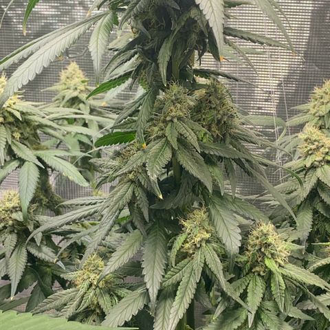 Mimosa Evo growlog timeline photo