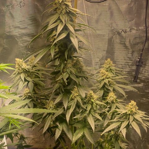 Mimosa Evo growlog timeline photo