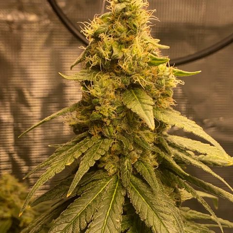 Mimosa Evo growlog timeline photo