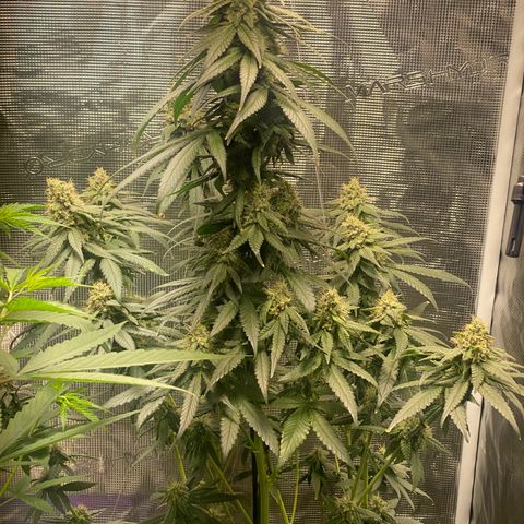 Mimosa Evo growlog timeline photo