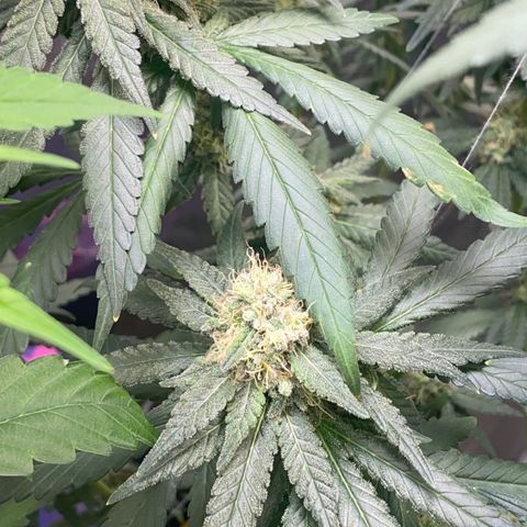 Mimosa Evo growlog timeline photo