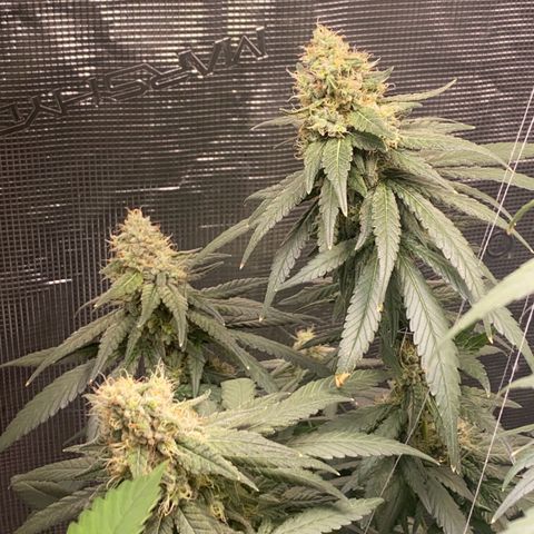 Mimosa Evo growlog timeline photo