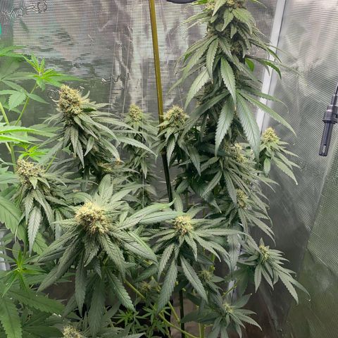 Mimosa Evo growlog timeline photo