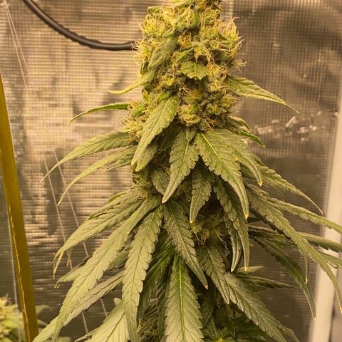 Mimosa Evo growlog timeline photo