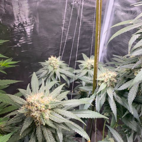 Mimosa Evo growlog timeline photo