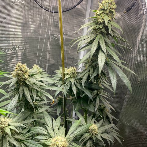 Mimosa Evo growlog timeline photo