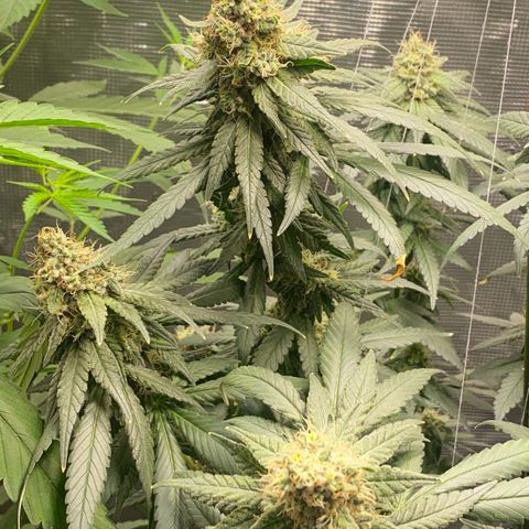 Mimosa Evo growlog timeline photo