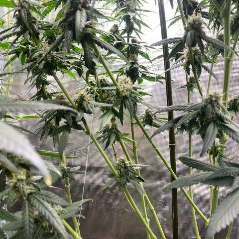 Mimosa Evo growlog timeline photo