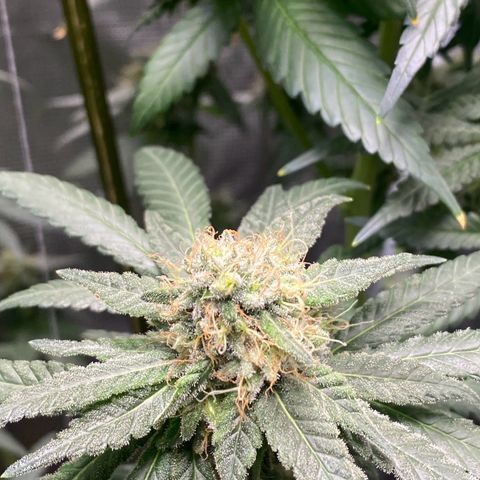 Mimosa Evo growlog timeline photo