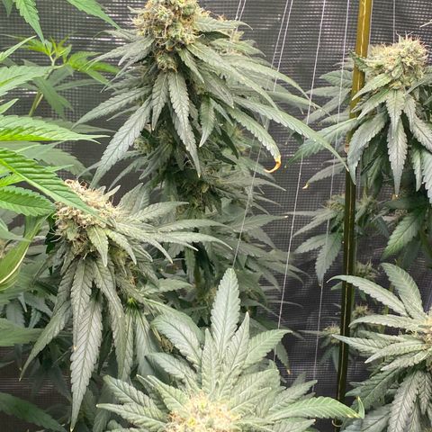 Mimosa Evo growlog timeline photo