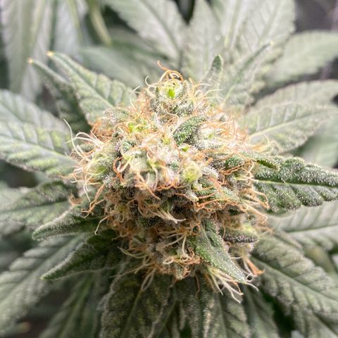 Mimosa Evo growlog timeline photo