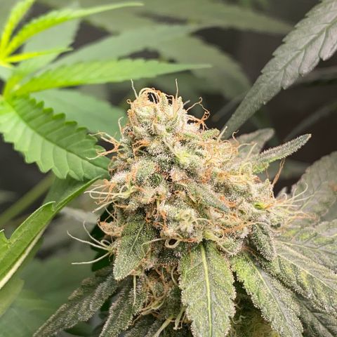 Mimosa Evo growlog timeline photo